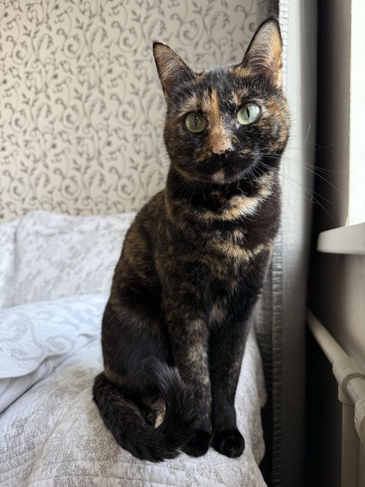 Кошечка Марфуся ищет дом