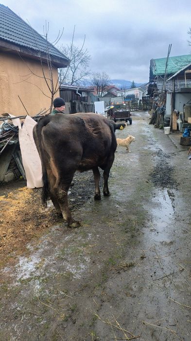 Vaca tânără de vânzare