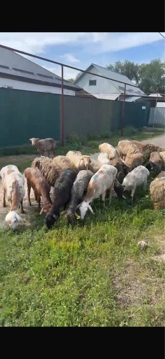 Қой баран сатылады