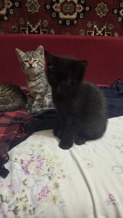 Отдам котят черные и серые