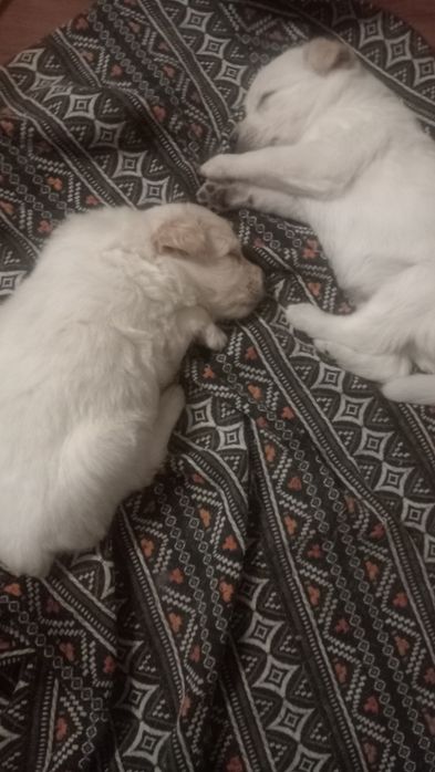 Щенки мальчики бесплатно