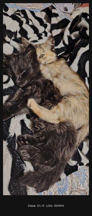 Милые котята. Девочки