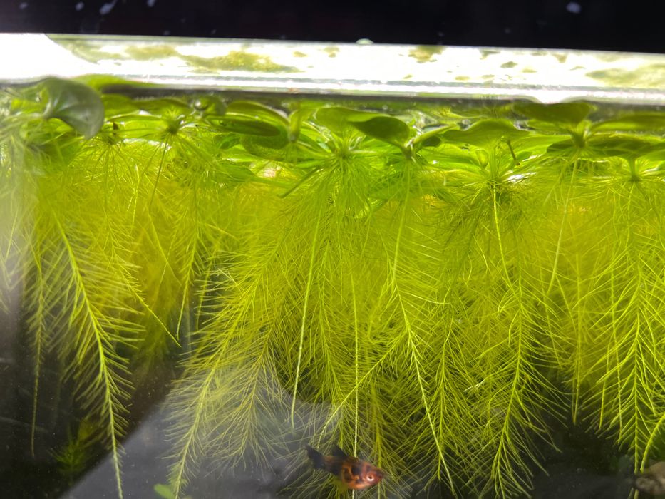 Plante acvariu de suprafață