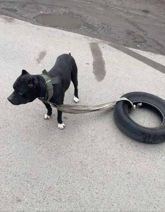 Питбуль стафф, на вязку