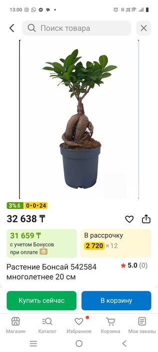 Продам комнатные цветы Бонсай