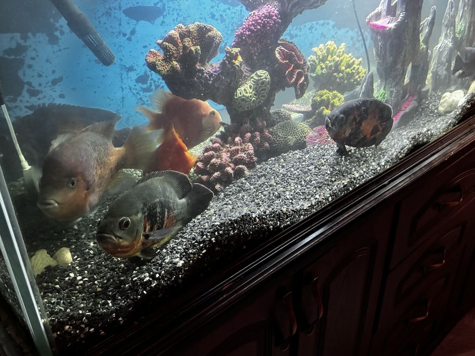 Аквариу 700 литров с тумбой, продается есть торг