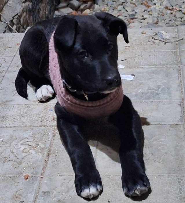 Отдаем в добрые руки