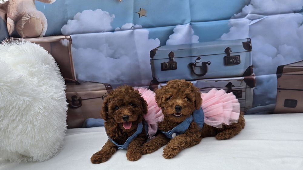 Пудел той Poodle toy с родословие