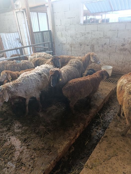 Продаются матки с ягнятами.