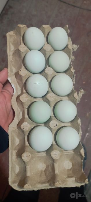 Damashniy tuxum  narhi 4.000