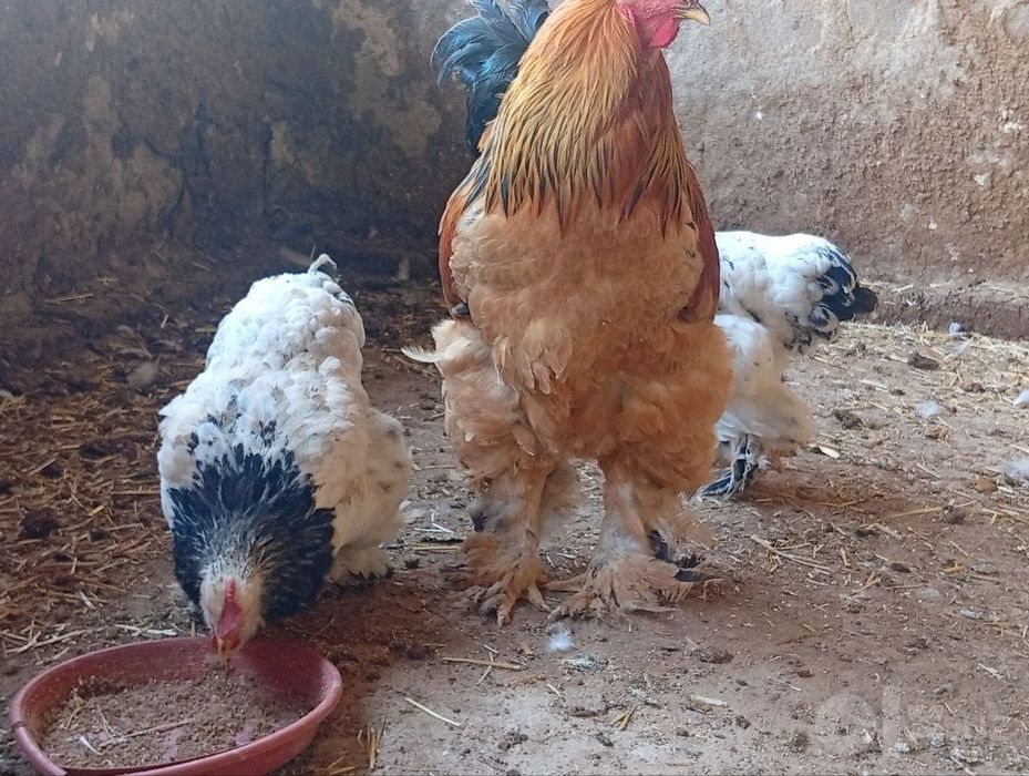 Brama Tovuq  xoʻroz lar sotiladi 
Zoʻr judayam chiroyli katta tuxum