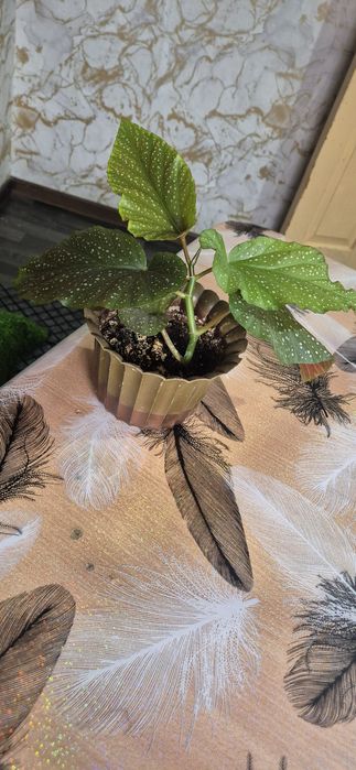 Продам комнатные растения