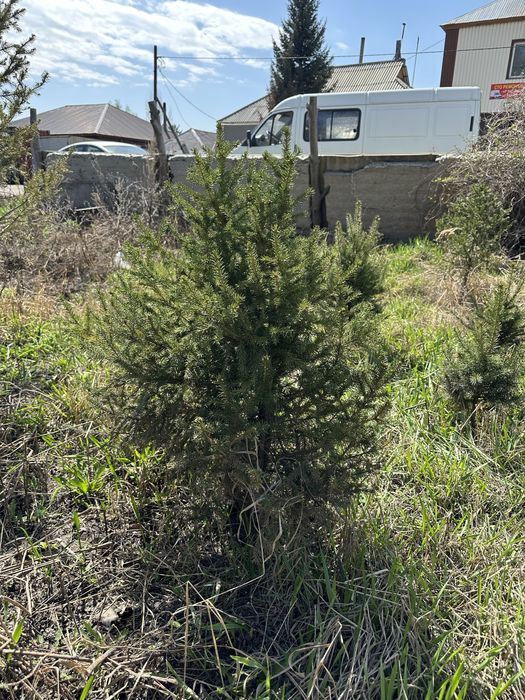 Ель, ели, ёлки ВКО