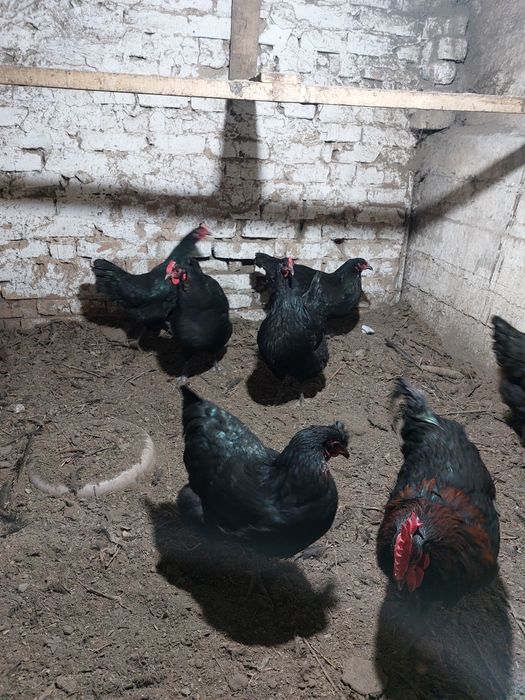 Куры домашние                        .