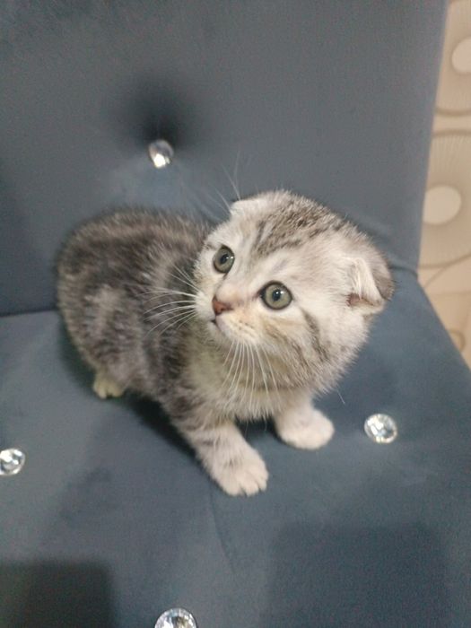 Серебристый табби шиншилла