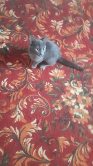 Отдам бесплатно котят