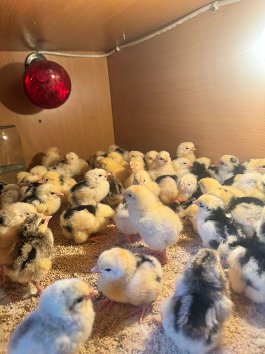 Цыплята бройлеров