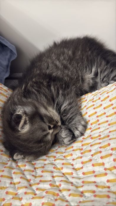 Котенок scotish fold СРОЧНО