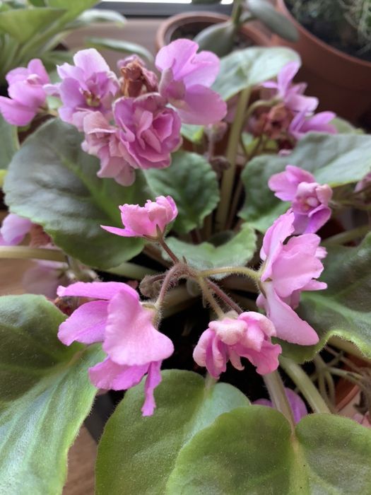 Фиалки 800тг породистые!