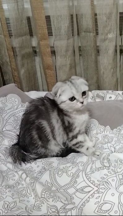 Скоттиш фолд. Девочка.