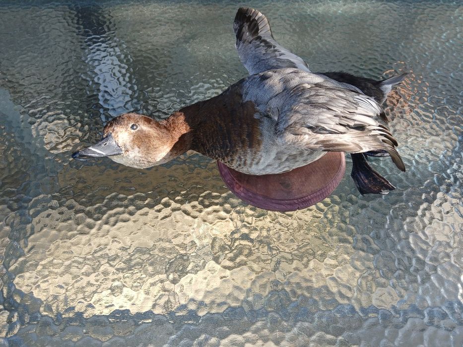 Препарирани птици