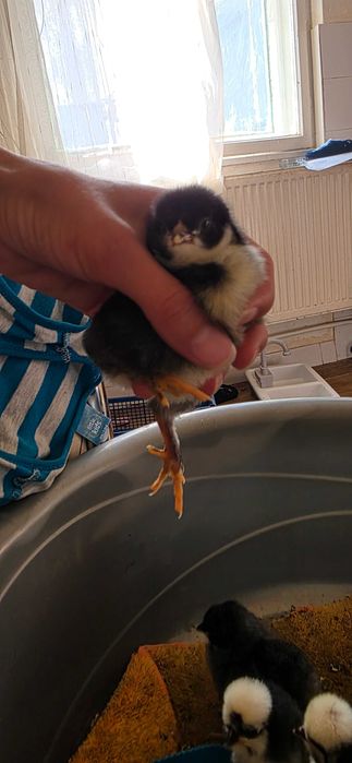 Vand pui de 2 zile