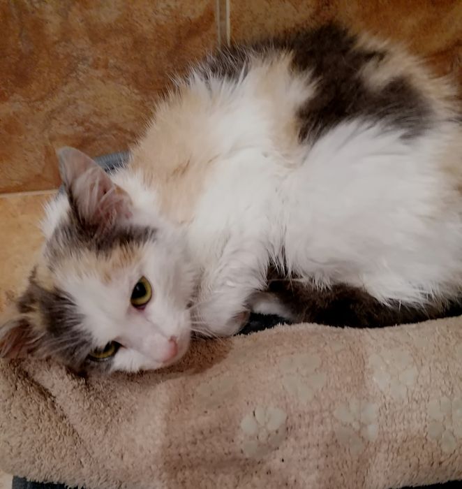 Подарявам котенце от 3 месеца