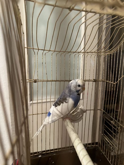 Продам попугая девочку