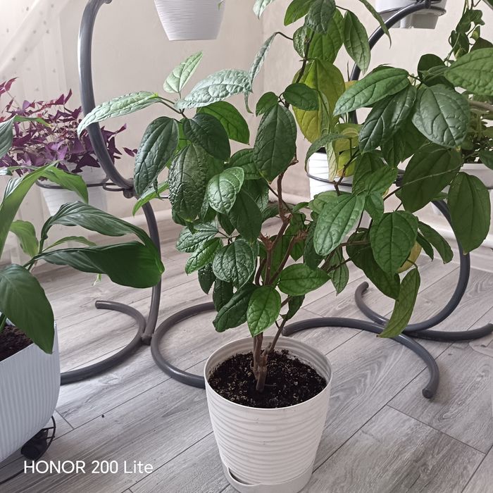 Продам женское счастье