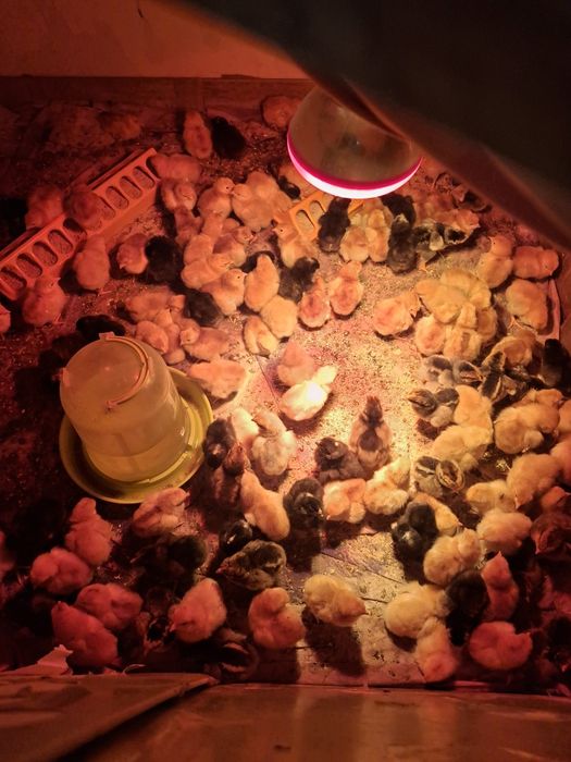 Puii de rasă. Rhode Island, Wandotte auriu albastru.