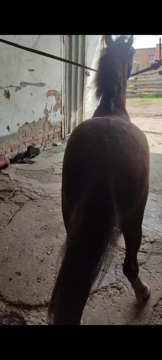 Продам Пони жеребчик