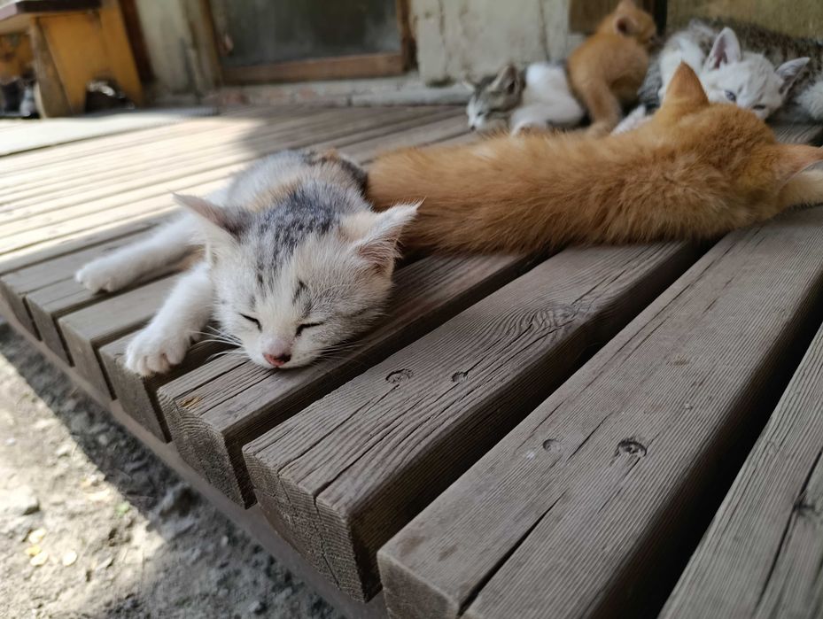 Котята даром 8 штук все мальчики