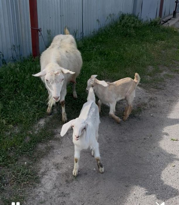 Продам козу с козлятами