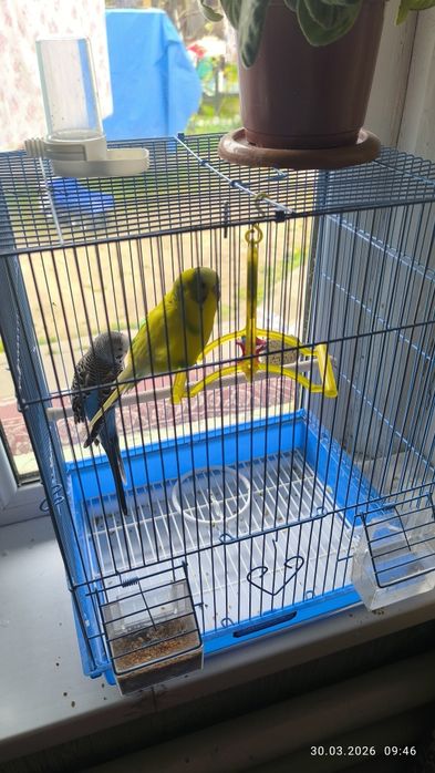 Продаются попугаи