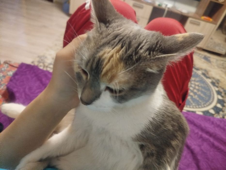 Отдам в хорошие в руки