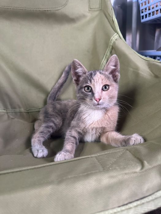 Котенок девочка отдам в добрые руки