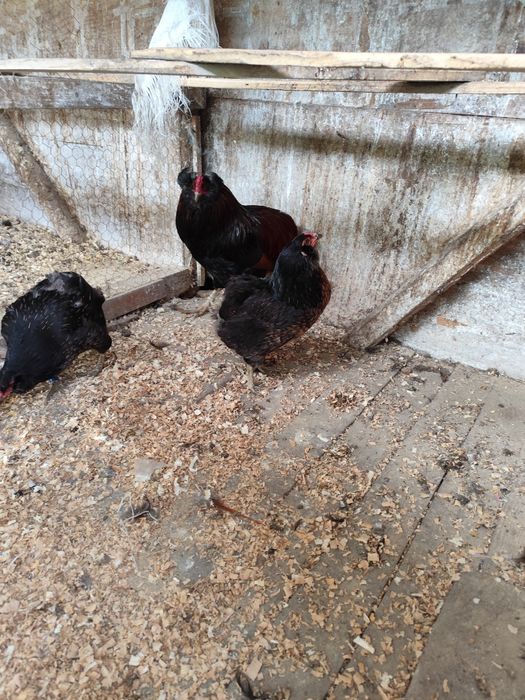 Vind ouă de Araucana