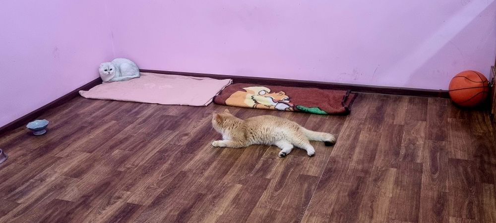 Вязка Чистокровний Британский Золотого Ny12