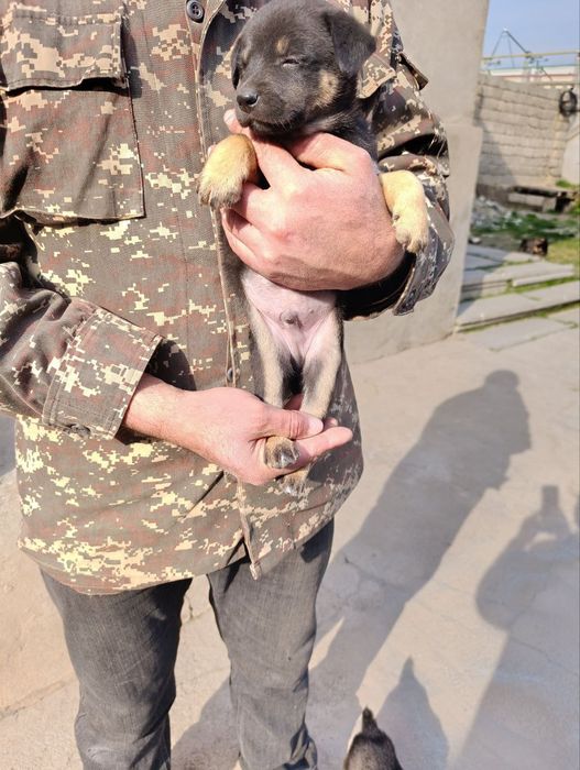 Щеночки отдам в хорошие руки