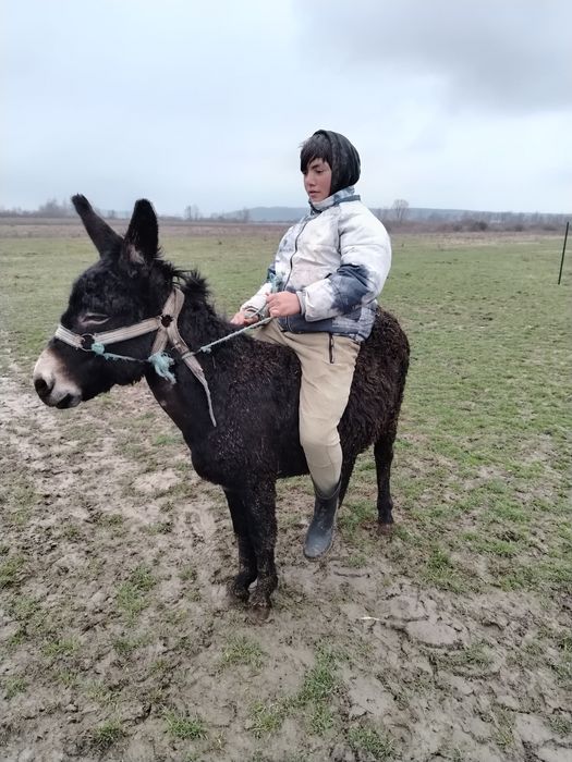 Vând magar tânăr.