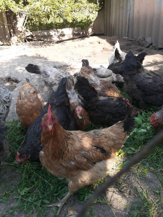 Продам курей и петухо