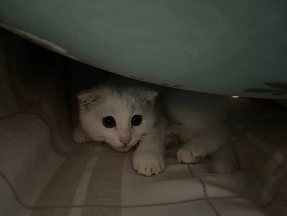 Продаётся вислоухий котенок