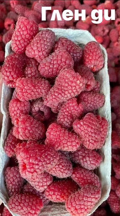 Ягоди и малини разсад