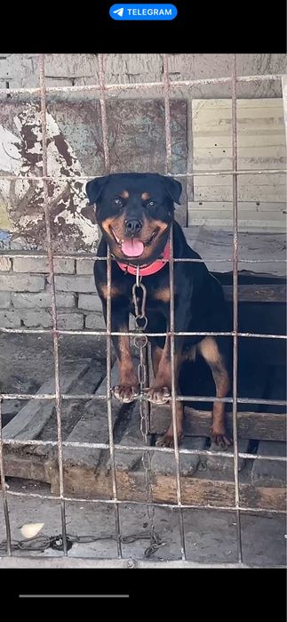 Rotveyler sotiladi