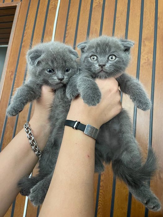 Продаются котята