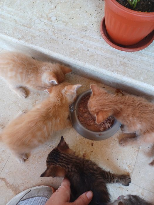 Подарявам котенца