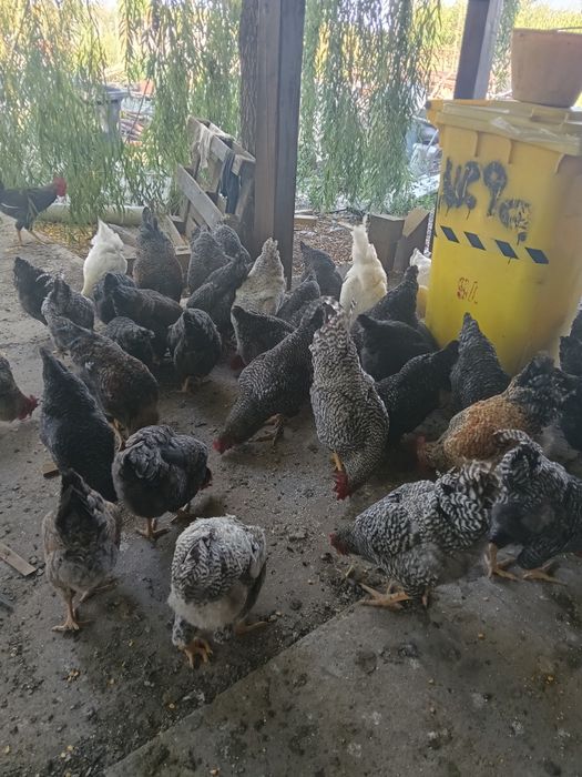 Vând găini, puicuțe, cocoși, curcan