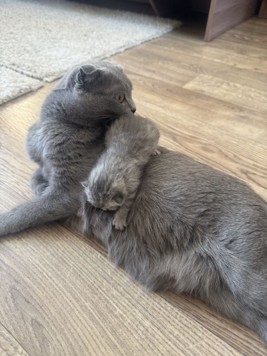 Продаються шикарные котята