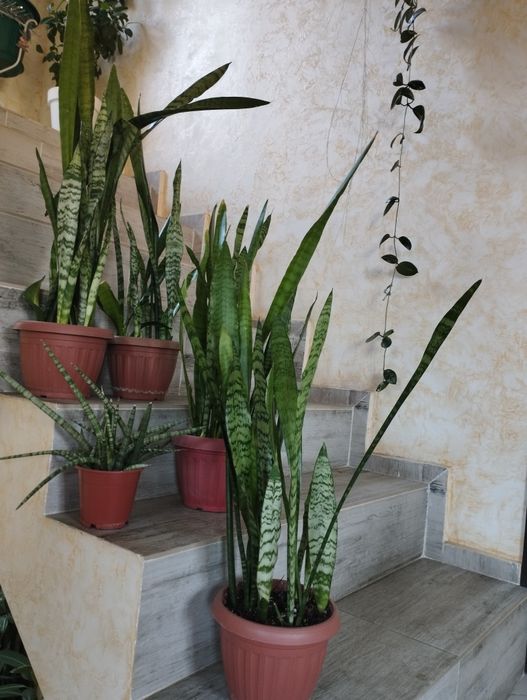 Комнатные цветы. Сансевиерии.