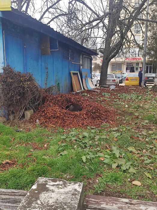 Бубка търси дом!